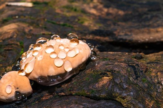 Baby Lingzhi mushroom or reishi mushroom on timber in the forest