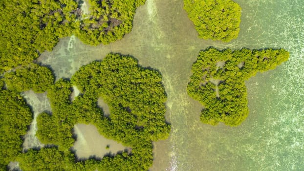 Tropical mangrove green tree forest view from above, trees, river. Mangrove landscape, Ecosystem and healthy environment concept. Bohol,Philippines.