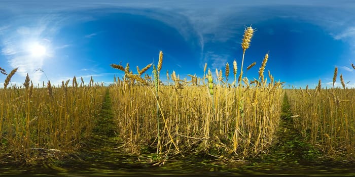 Golden wheat ears are slowly swaying in the wind close-up. View of ripening wheat field at summer day. Agriculture industry concept. 360VR.
