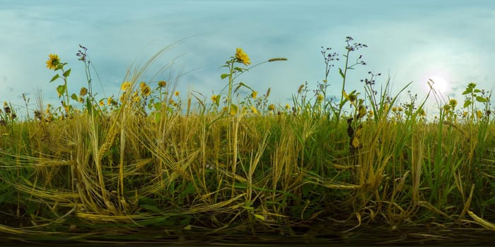 Field with yellow sunflowers and Golden ears of wheat on a summer day. 360VR.