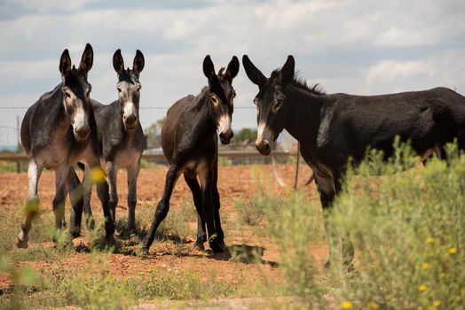 Four mules donkeys jackasses standing together friendship buddies hanging out