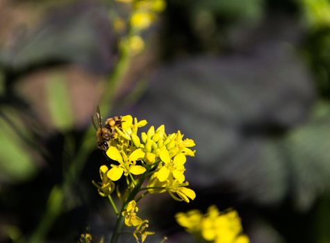 a bee in the yellow mustard flowers in the vegetable garden