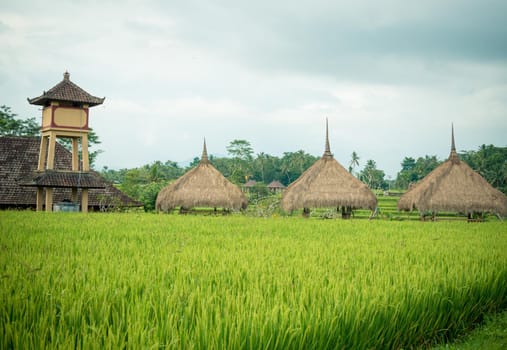 Balinese traditional culture - rice field in Ubud