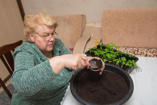 An elderly woman shovels compost from a basin into a seedling pot. The concept of agriculture, farming, growing vegetables. Young green seedlings of vegetable plants.