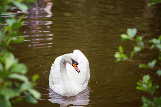 Close-up of a white swan swimming near the shore and looking into the camera. Natural photography with wild birds. Beauty in nature. Warm spring day