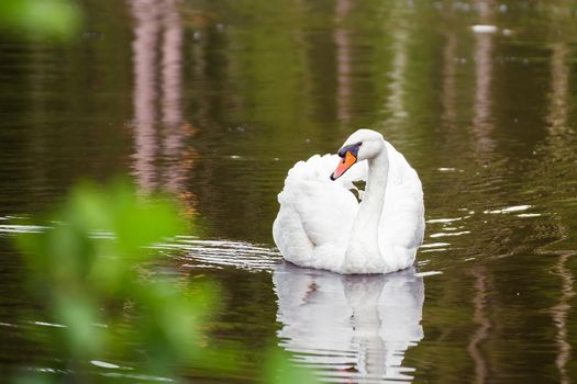 Close-up of an elegant white swan floats on the lake, reflected in the water. Natural photography with wild birds. Beauty in nature. Warm spring day