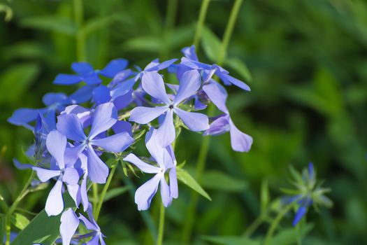 Blue little flowers with blue petals on a background of green grass. There is copy space. Beauty in nature, flowering plant in spring or summer. Defocusing the background.