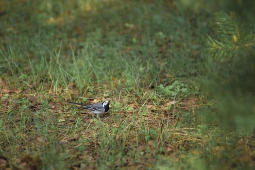 A small chick sits in the grass and looks at the sky. Natural photography with wild birds. Beauty in nature. Warm spring day.