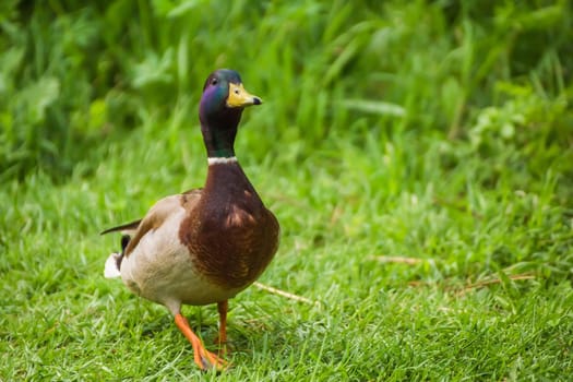 A close-up mallard duck with a green head walks in the grass on the shore. Natural photography with wild birds. Beauty in nature. Warm spring day