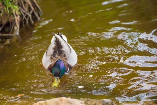 The mallard duck has lowered its beak into the water, it is looking for food. Natural photography with wild birds. Beauty in nature. Warm spring day