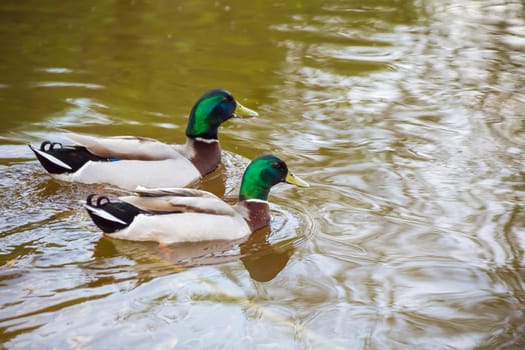 Two mallard ducks beautifully swim side by side on the green water of the lake. Natural photography with wild birds. Beauty in nature. Warm spring day