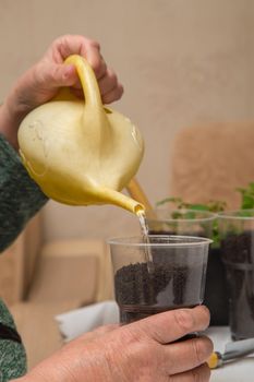 Close-up of a female hand pours the ground in a pot from a watering can. The concept of agriculture, farming, growing vegetables. Young green seedlings of vegetable plants.