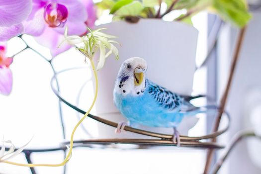 A beautiful blue budgie sits without a cage on a house plant. Tropical birds at home. Feathered pets at home.