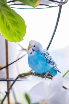 A beautiful blue budgie sits without a cage on a house plant. Tropical birds at home. Feathered pets at home.