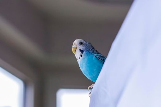A beautiful blue budgie. Tropical birds at home. Feathered pets at home.