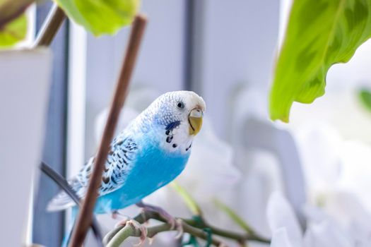 A beautiful blue budgie sits without a cage on a house plant. Tropical birds at home. Feathered pets at home.