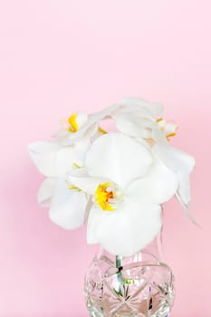 Beautiful orchids in a vase on a pink background. phalaenopsis close-up. Banner, panorama with space for text. Background for the postcard.