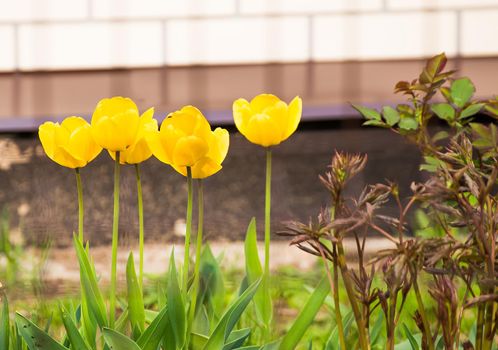 Yellow tulips with green leaves on a flower bed in the garden. There is copy space. Beauty in nature, flowering plant in spring or summer. Defocusing the background.