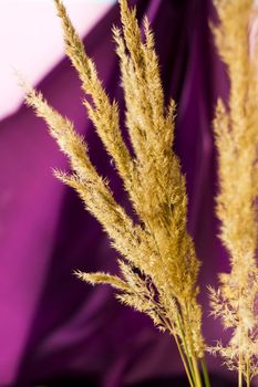 Pampas grass on a colored background. a fluffy twig. Background for advertising and presentation. Selective Focus