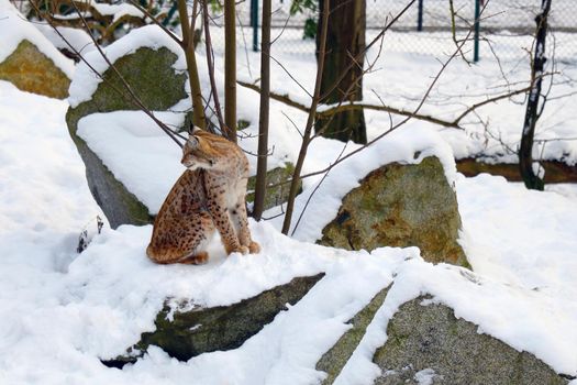 Close-up on the lynx that sits on a rock in winter