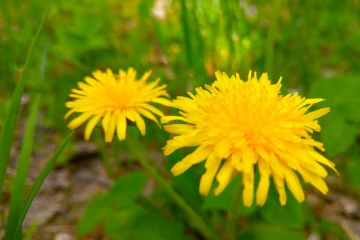 Yellow flowering dandelions in a green meadow