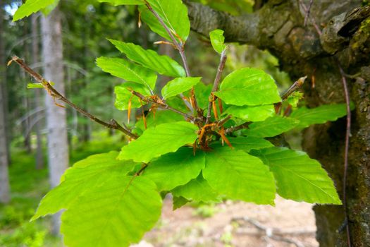 A young green tree branch in early spring