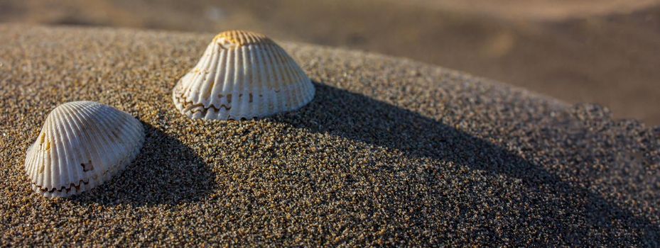 Seashells on the sand, banner image with copy space