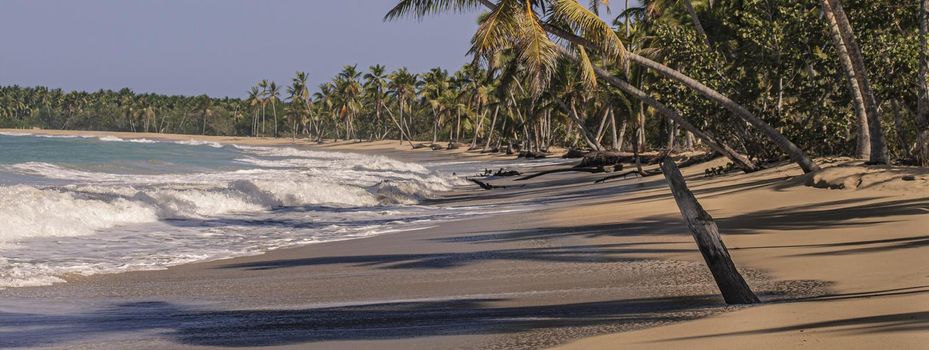 Caribbean beach palm trees banner image with copy space