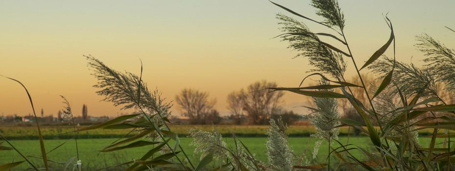 Grass ditch sunset, banner image with copy space