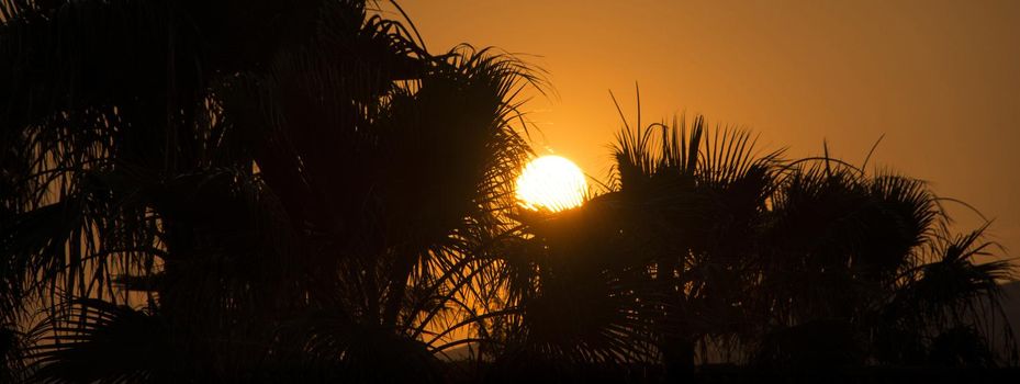 Sunset palm trees silhouette, banner image with copy space