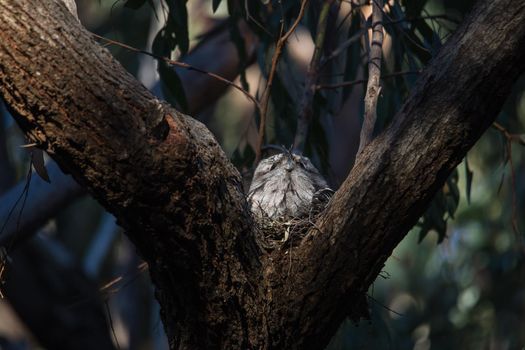 Tawny Frogmouth resting on tree branch. High quality photo