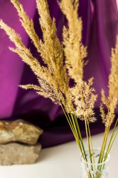 Pampas grass on a colored background. a fluffy twig. Background for advertising and presentation. Selective Focus