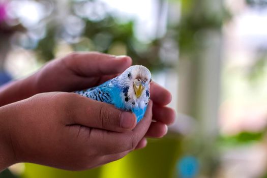 A beautiful blue budgie sits in the child's hand. Tropical birds at home. Feathered pets at home.