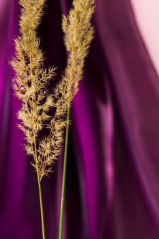 Pampas grass on a colored background. a fluffy twig. Background for advertising and presentation. Selective Focus