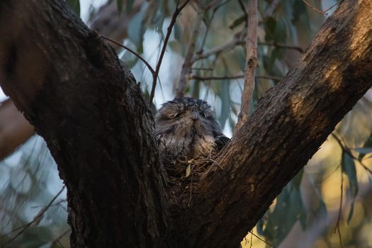 Tawny Frogmouth resting on tree branch. High quality photo