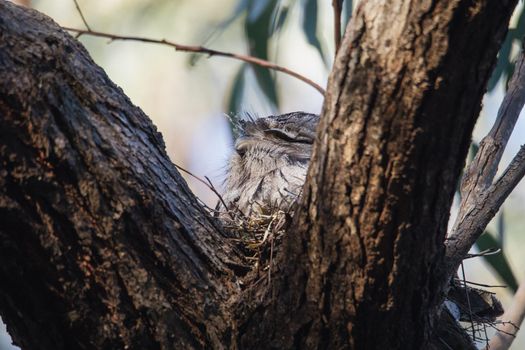 Tawny Frogmouth resting on tree branch. High quality photo