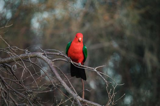 Australian King Parrot Perched in tree. High quality photo