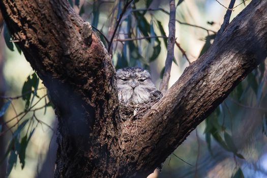 Tawny Frogmouth resting on tree branch. High quality photo