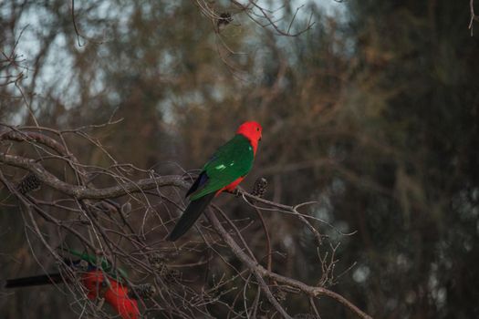 Australian King Parrot Perched in tree. High quality photo