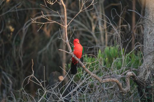 Australian King Parrot Perched in tree. High quality photo