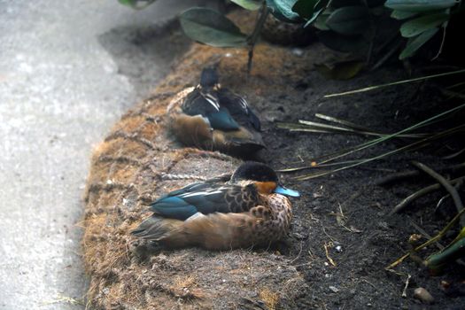 A beautiful little duck sits and watches carefully