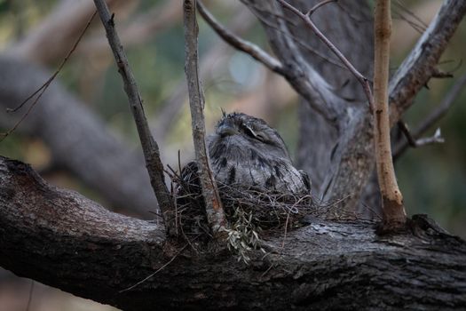 Tawny Frogmouth resting on tree branch. High quality photo