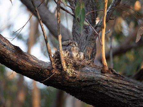 Tawny Frogmouth resting on tree branch. High quality photo