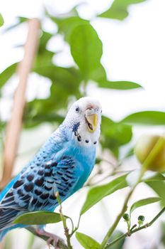 A beautiful blue budgie sits without a cage on a house plant. Tropical birds at home. Feathered pets at home.