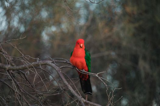 Australian King Parrot Perched in tree. High quality photo