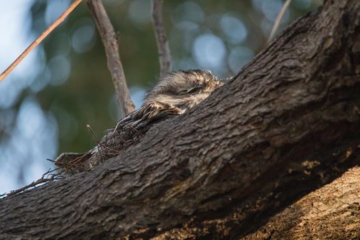 Tawny Frogmouth resting on tree branch. High quality photo