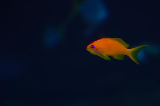 Out of focus, blurred background. A small orange fish swims in the water. Night shooting