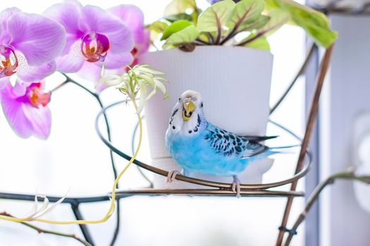 A beautiful blue budgie sits without a cage on a house plant. Tropical birds at home. Feathered pets at home.