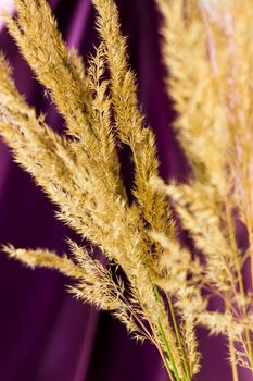 Pampas grass on a colored background. a fluffy twig. Background for advertising and presentation. Selective Focus