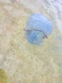 White jellyfish swim near the sea shore. The seashell coast of the sea. The sea is full of jellyfish